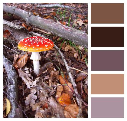 Mushroom Nature Coniferous Forest Image